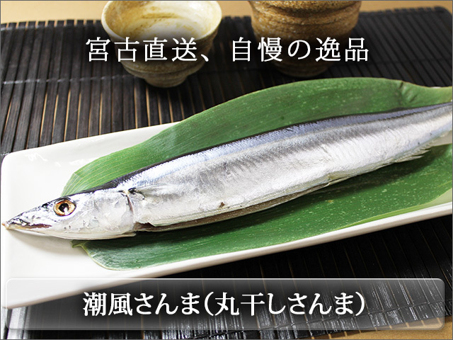 宮古港直送 潮風さんま さんまの丸干